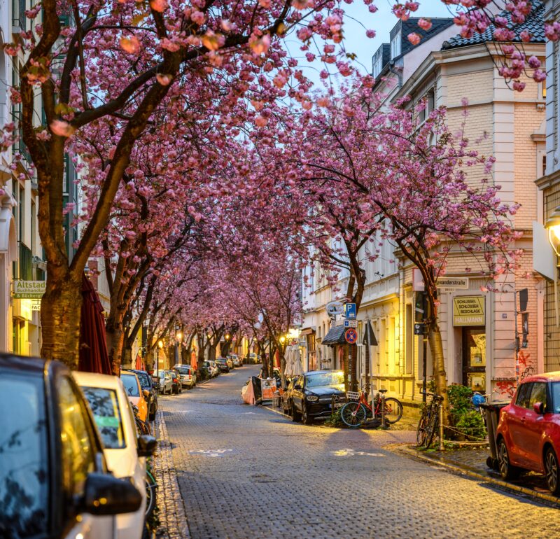Kirschblütenallee auf der Heerstraße